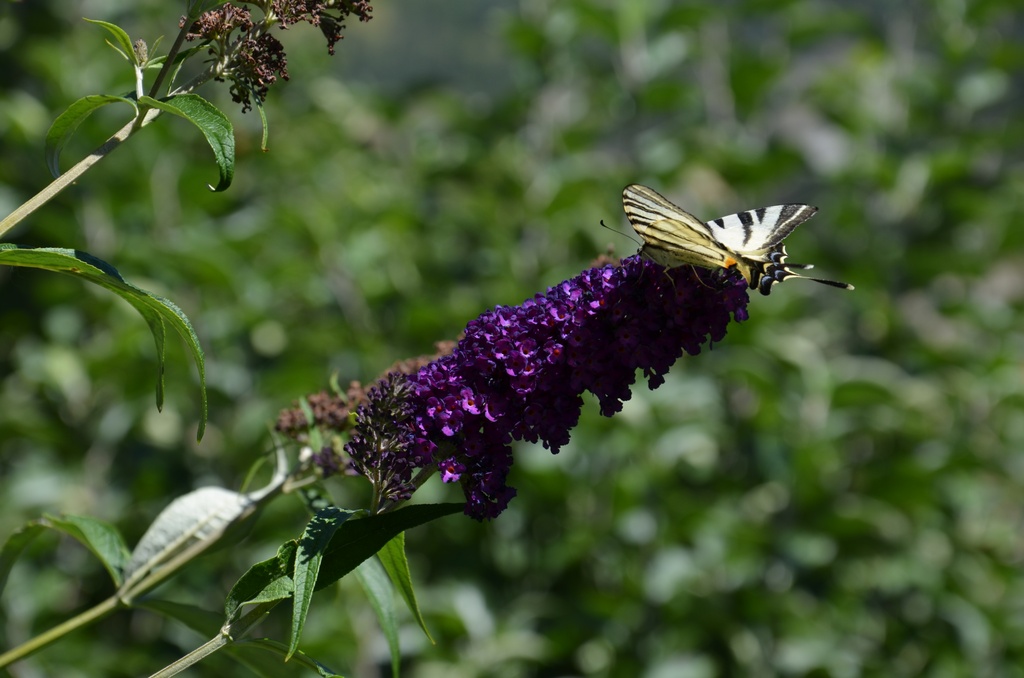 2015-07 Savoie/Modane/DSC_0031.JPG